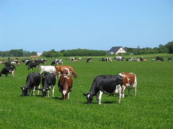 Frøblanding Nr. 24, 10 kg